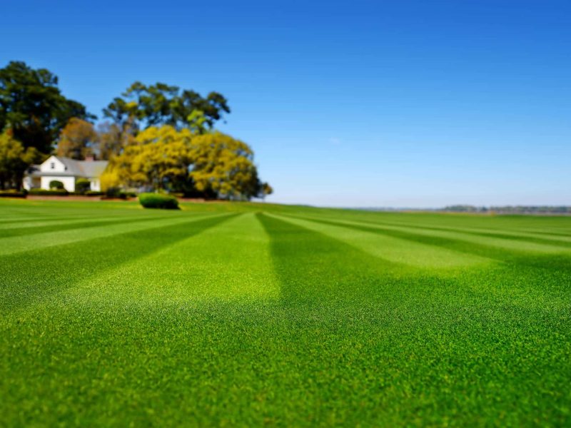Lush green lawn near house with trees and clear sky.